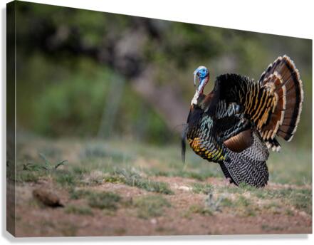 Turkey Time Canvas Print
