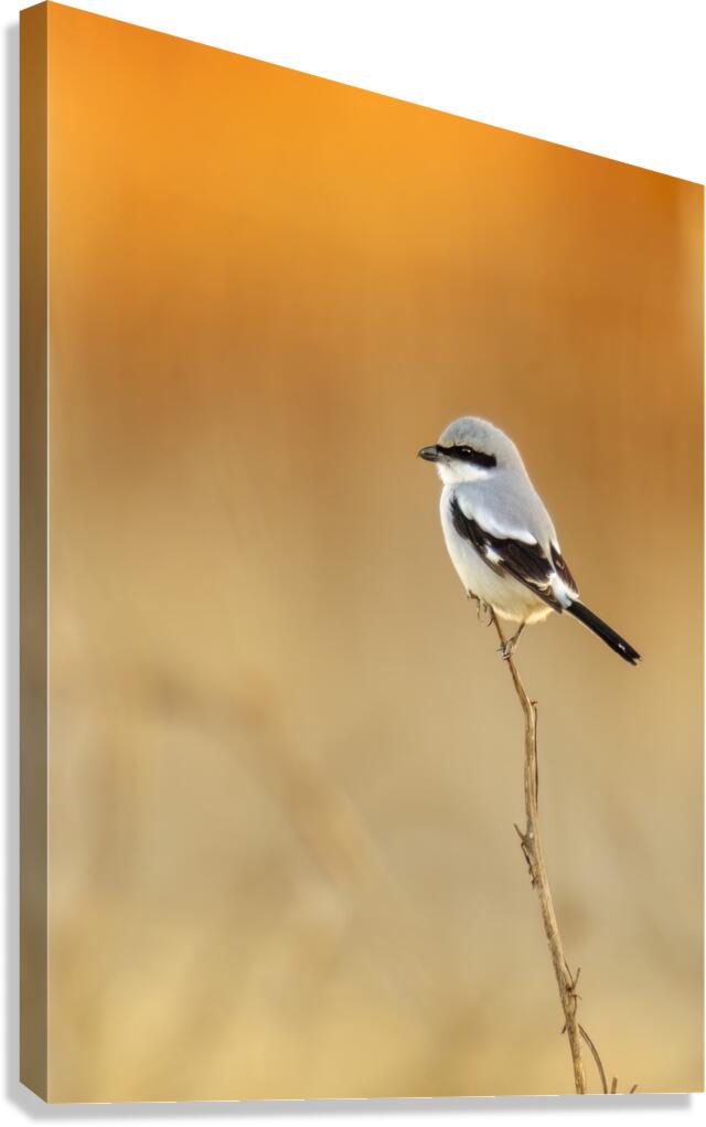 Loggerhead Shrike Canvas Print