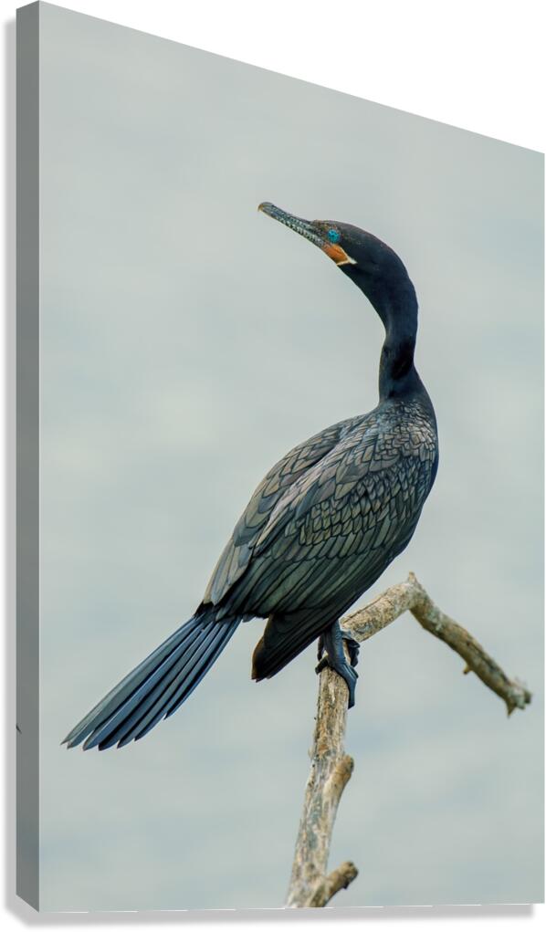 Cormorant Canvas Print