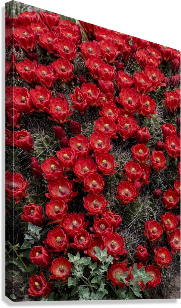Claret Cup Canvas Print
