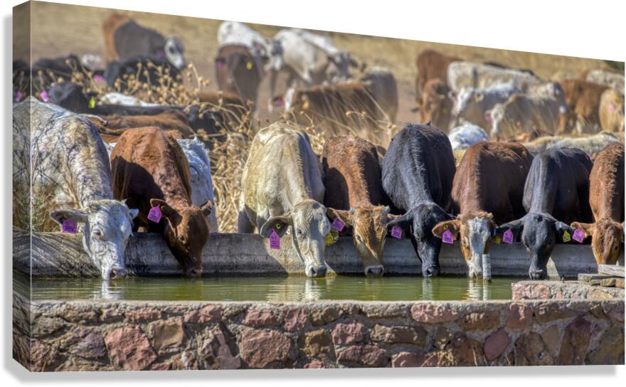 Cool Water Canvas Print