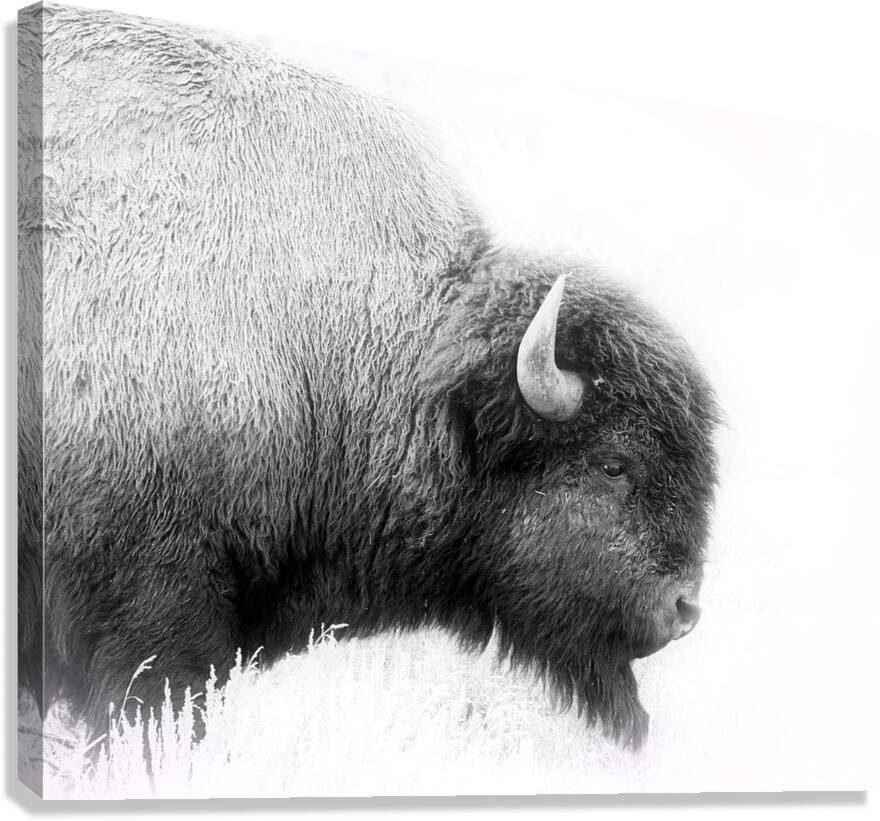Bison Canvas Print