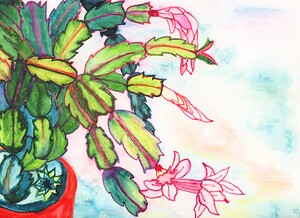 Christmas Cactus