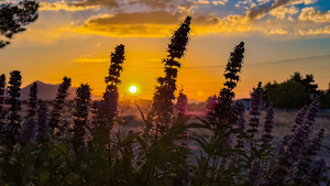 Golden Bloom