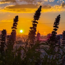 Golden Bloom