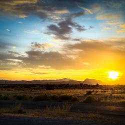 Desert Gold