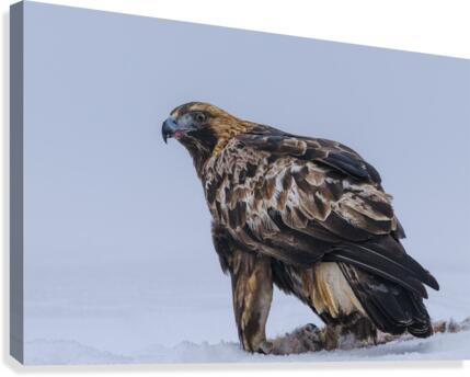 Golden Eagle Canvas Print