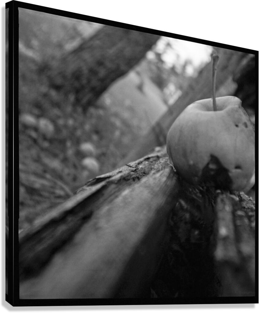 Bruised By Gravity Canvas Print