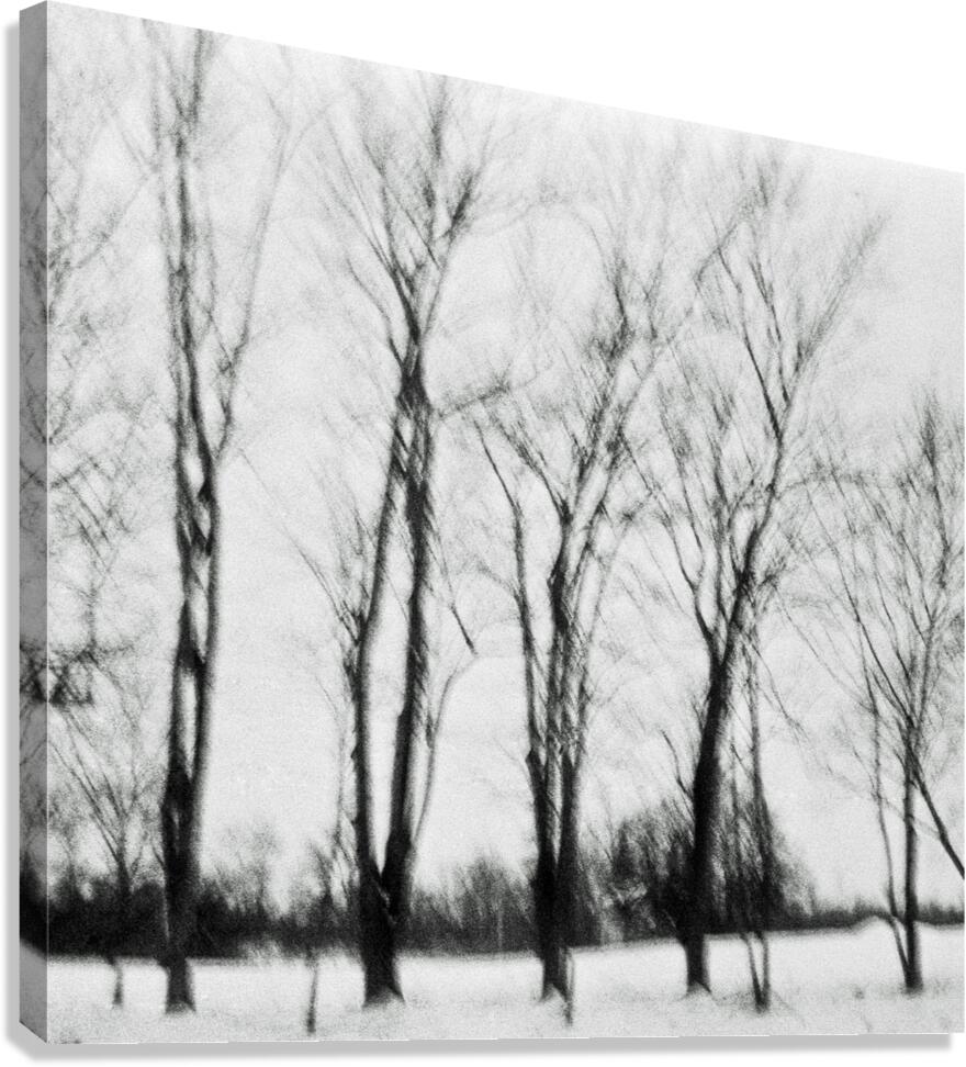 Bloodlines Canvas Print