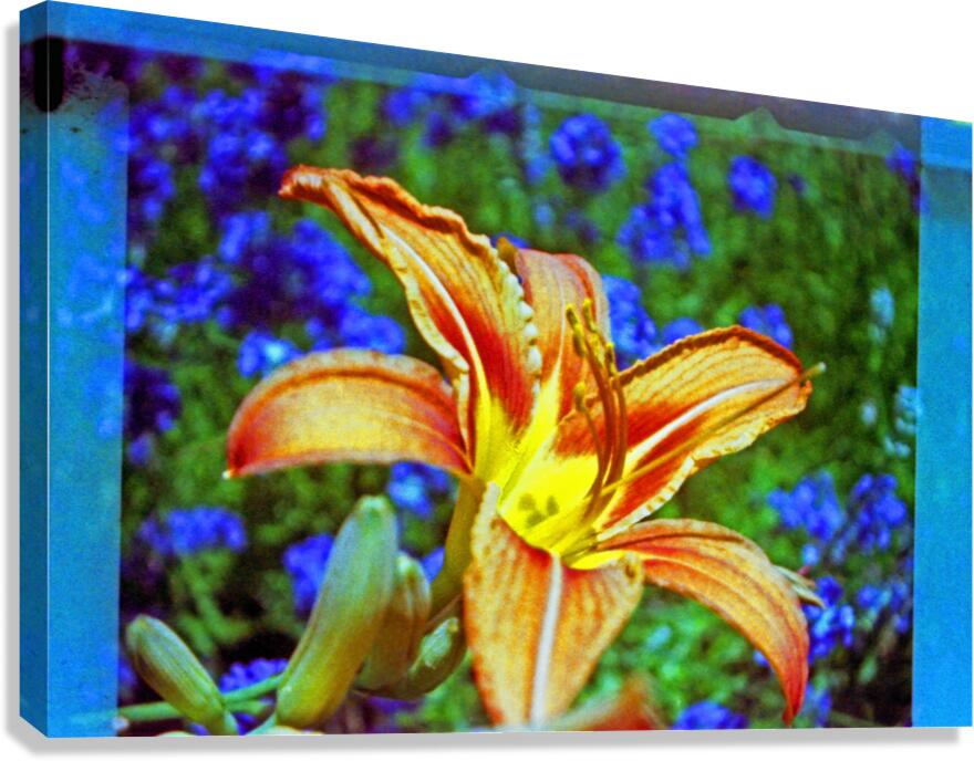 Lily explosion Canvas Print
