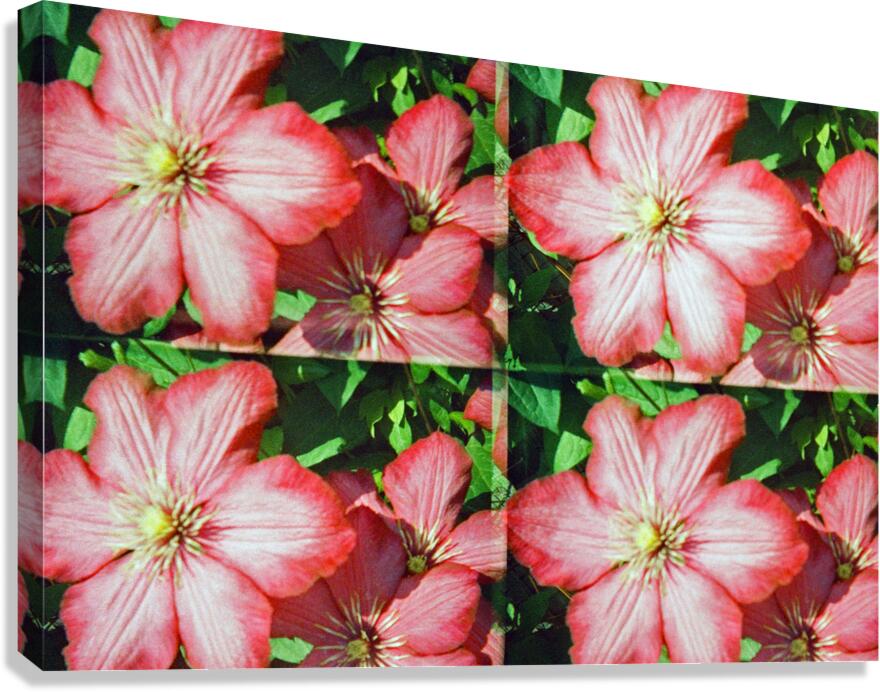 Clematis Canvas Print