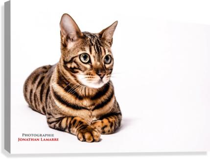 Cat life Canvas Print