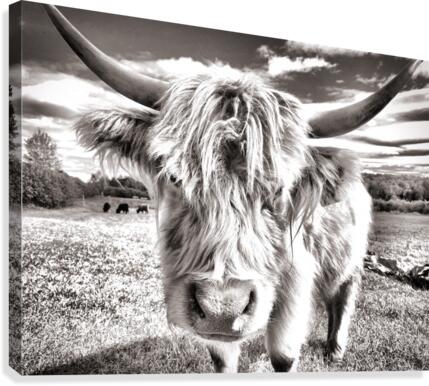 Meuh Canvas Print