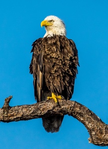 Bald Eagle