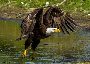 Bald Eagle