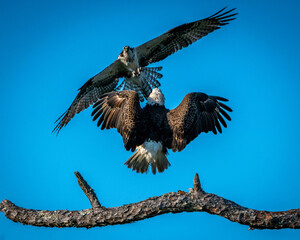  Bald Eagle vs Osprey 