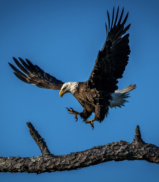Bald Eagle  Print