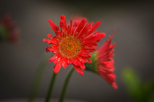 Flowers  Print
