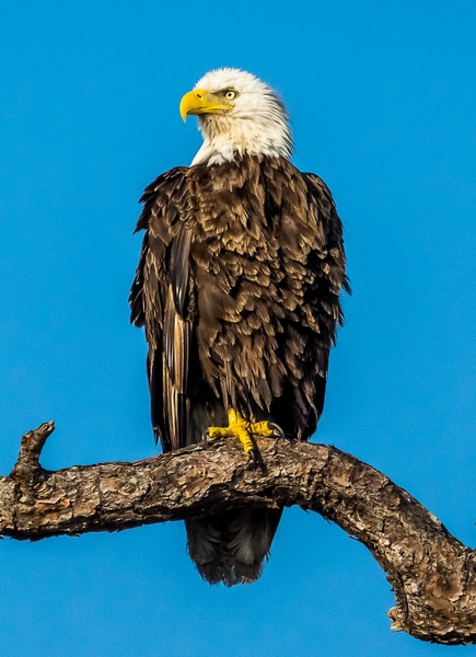 Bald Eagle Print