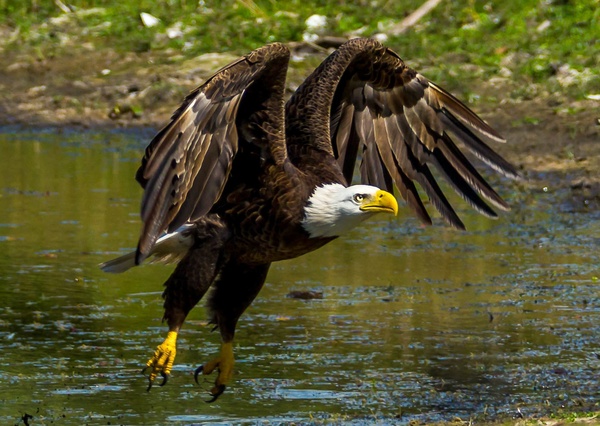 Bald Eagle by David Omohundro