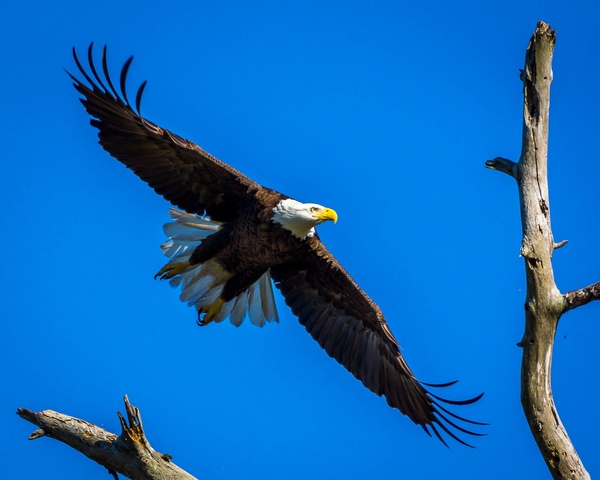 Bald Eagle by David Omohundro