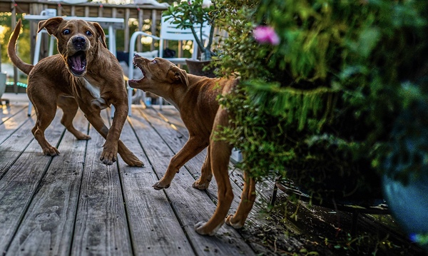 Puppies  Print