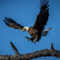 Bald Eagle 