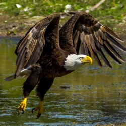 Bald Eagle