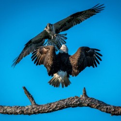  Bald Eagle vs Osprey 