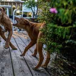 Puppies 