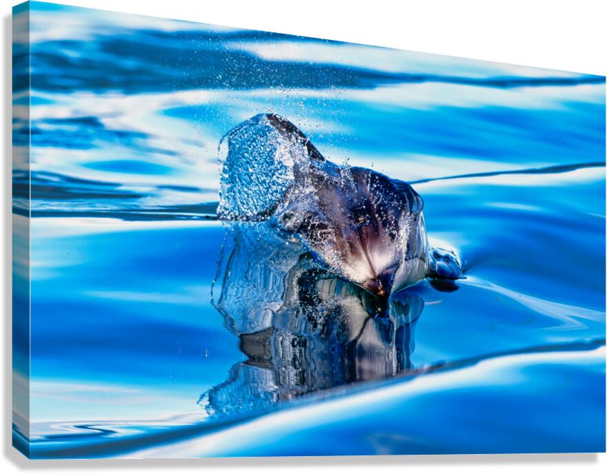 Reflections  Canvas Print