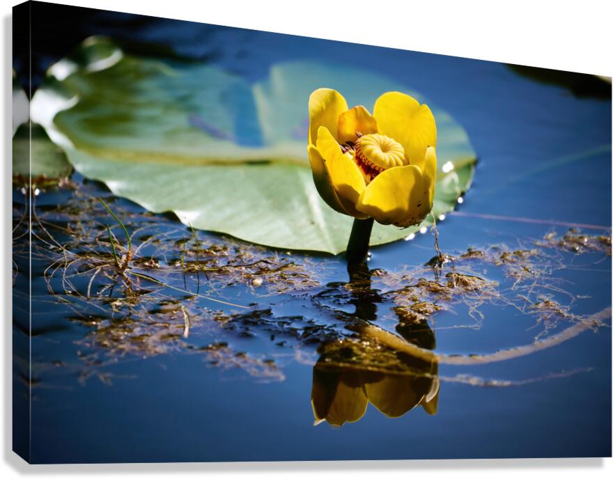 Lily Canvas Print