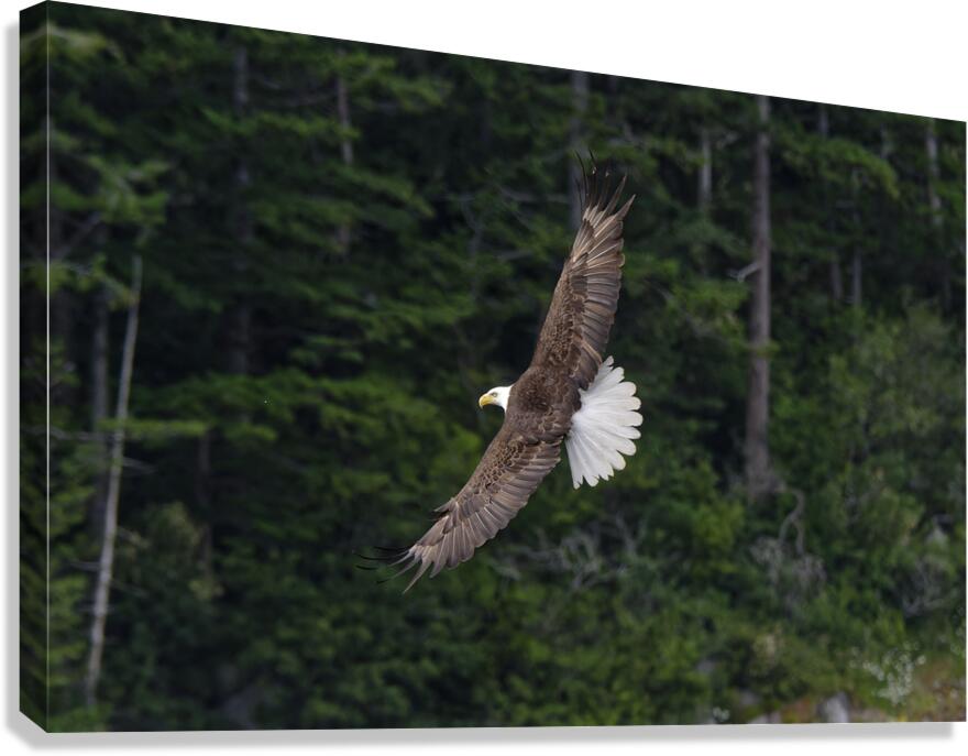  Soar Canvas Print