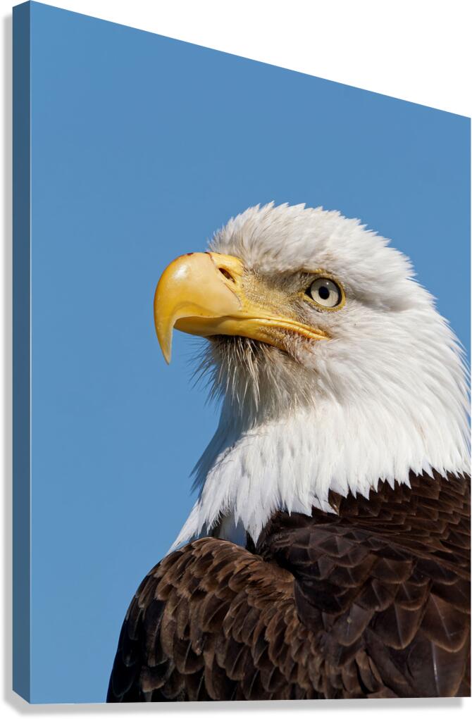 Freedom Canvas Print