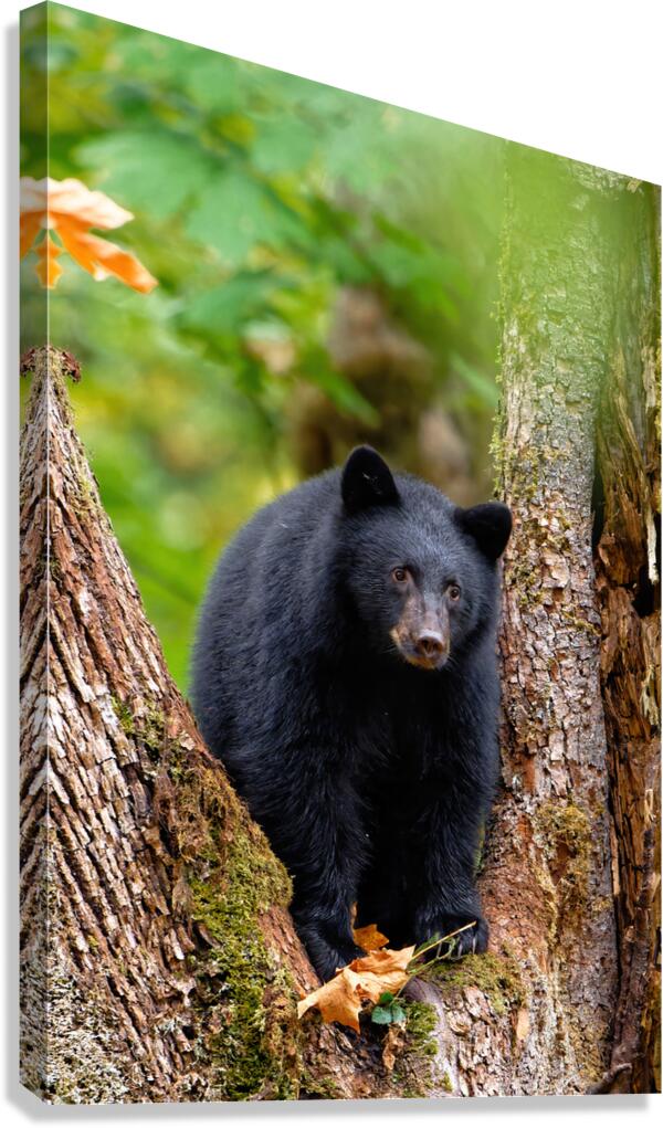 Inquisitive Play  Canvas Print
