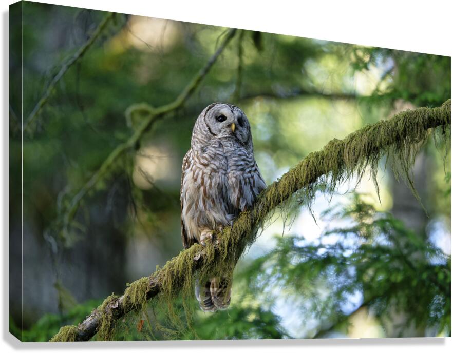 Wisdom Canvas Print