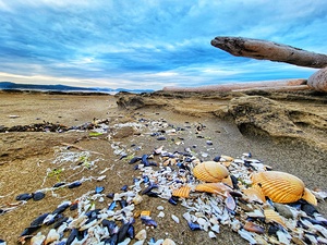 Seaside Shells on the Seashore
