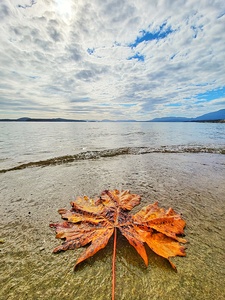 Maple Leaf Vancouver Island