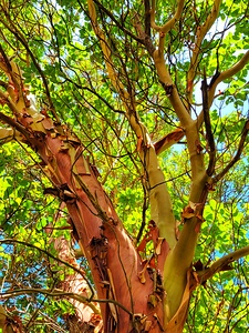 Arbutus Peeling Tree
