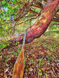 Arbutus Paddle