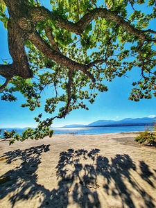 Tree and Shadow - Full Color