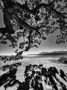 Tree and Shadow - Black and white