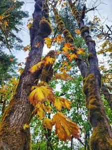 Maple Leaf Moss