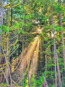Sunrays through the forest