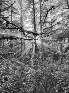 Morning Trees Tofino - Grapy Scale Black and White