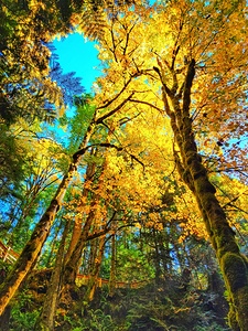 Fall Colors