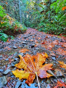 Vibrant Fall Path