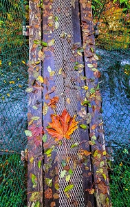 Swinging Suspension Bridge Vancouver Island