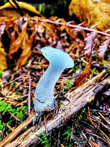Forest Mushrooms