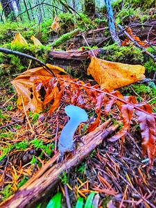 Mushroom in the Morning Forest